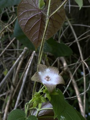 Polystemma guatemalense