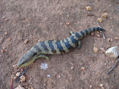 Tiliqua scincoides