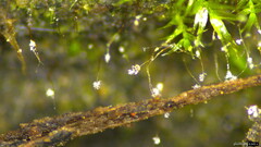 Fungi