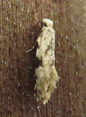 Amydria effrenatella