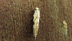 Amydria effrenatella