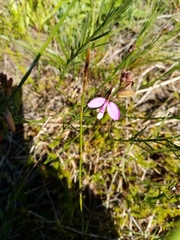 Polygala garcinii