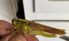 Schistocerca obscura