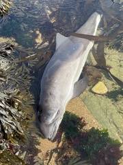 Phocoena phocoena