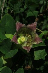 Codonopsis lanceolata