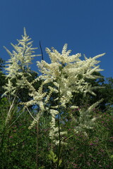 Actaea dahurica