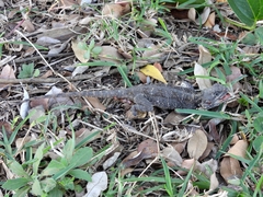 Acanthocercus atricollis