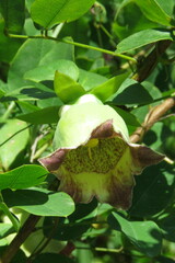 Codonopsis lanceolata