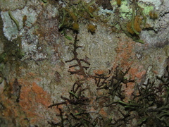 Frullania