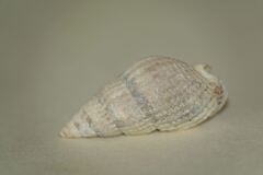 Tritia reticulata