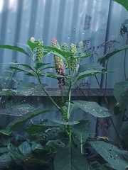 Phytolacca acinosa