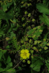 Potentilla chinensis