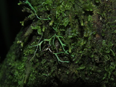 Lecanoromycetidae