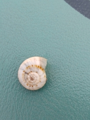 Xeropicta derbentina