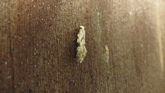 Amydria effrenatella