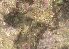 Taurulus bubalis