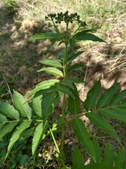 Sambucus ebulus