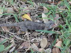 Acanthocercus atricollis