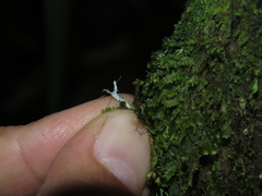 Lecanoromycetidae