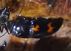 Glischrochilus japonius