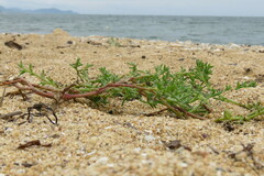Salsola komarovii