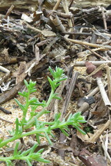 Salsola komarovii