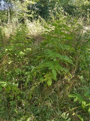Sambucus ebulus