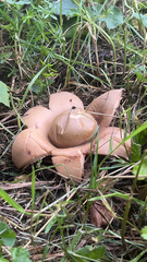 Geastrum triplex