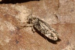 Gelechiinae