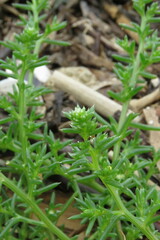 Salsola komarovii