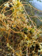 Cuscuta campestris