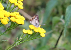 Lycaena tityrus