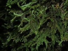 Plagiochila
