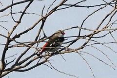 Stagonopleura guttata