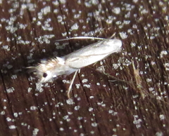 Phyllocnistis vitifoliella