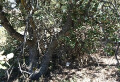 Quercus rotundifolia