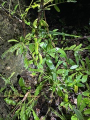 Trimeresurus albolabris