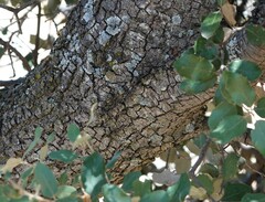Quercus rotundifolia