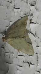 Evergestis pallidata