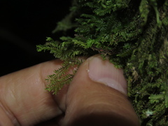Plagiochila