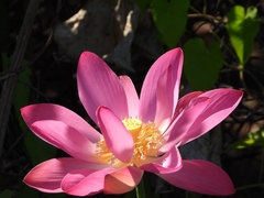 Nelumbo nucifera