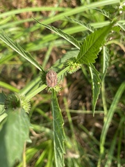 Eurygaster testudinaria