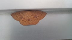 Cyclophora puppillaria