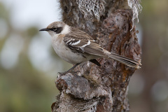 Mimus parvulus