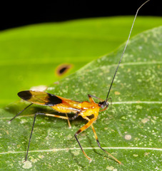 Hiranetis