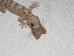 Gekko chinensis