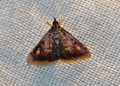 Pyrausta acrionalis