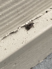 Bruchinae