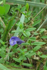 Scutellaria strigillosa