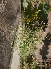 Erigeron sumatrensis
